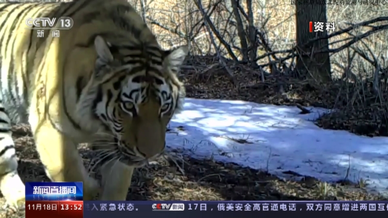 吉林珲春市民上班途中偶遇一只野生东北虎