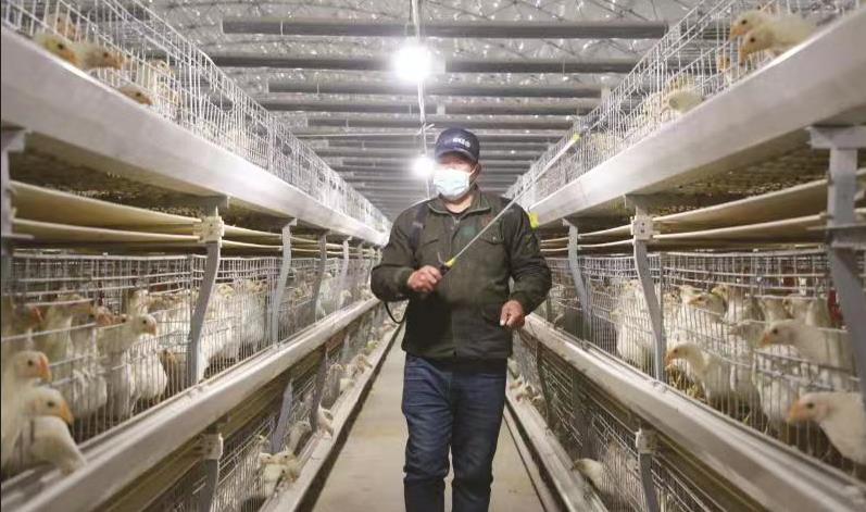 哈达门乡和平村白羽肉种鸡养殖扶贫基地工作人员在给鸡舍消毒