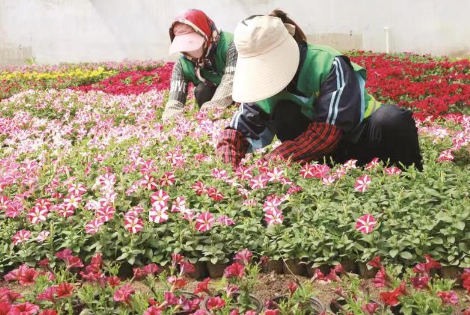 园林工人在管护花卉苗