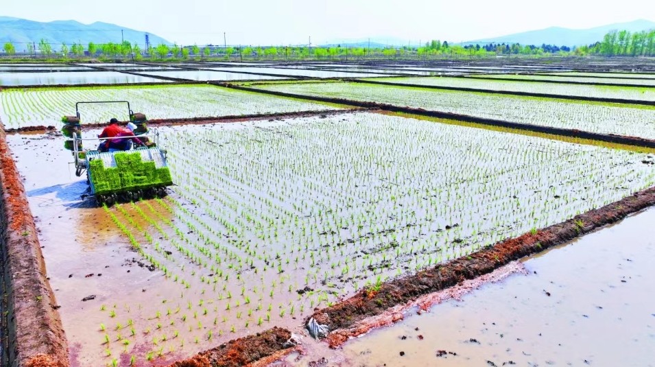 马川子乡水稻种植户正在进行机械插秧